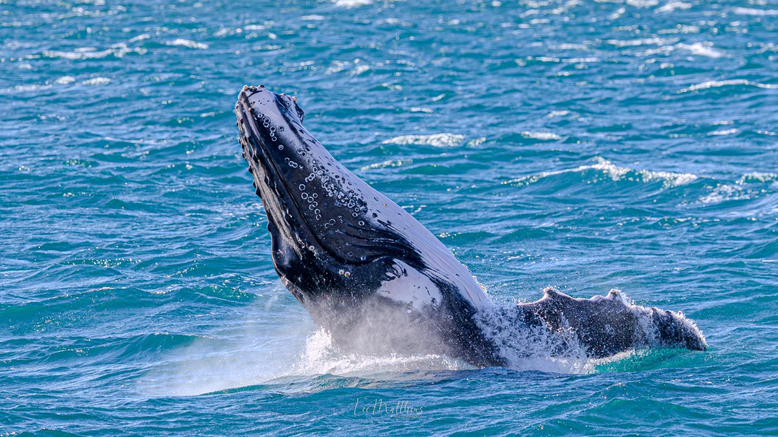 Humpback whale breaching, partially out of blue ocean water.