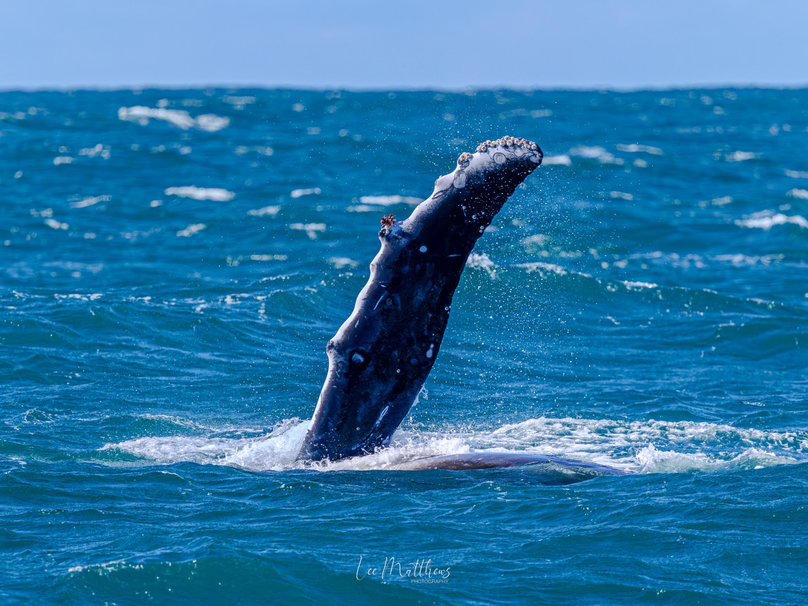 Humpback whale fin emerging from the ocean.