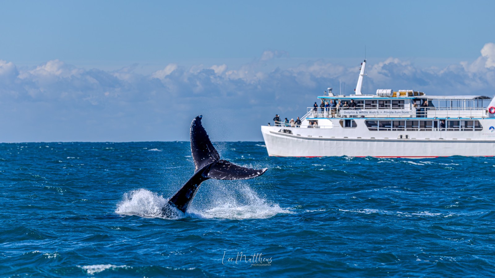 Whale tail splashing in ocean near a tour boat under clear sky.