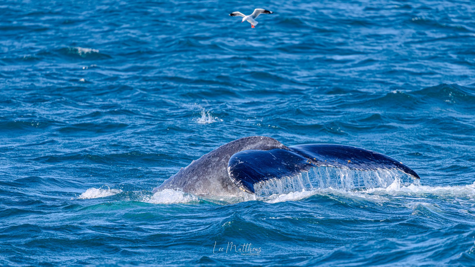 Whale tail above ocean surface with a seagull flying overhead.