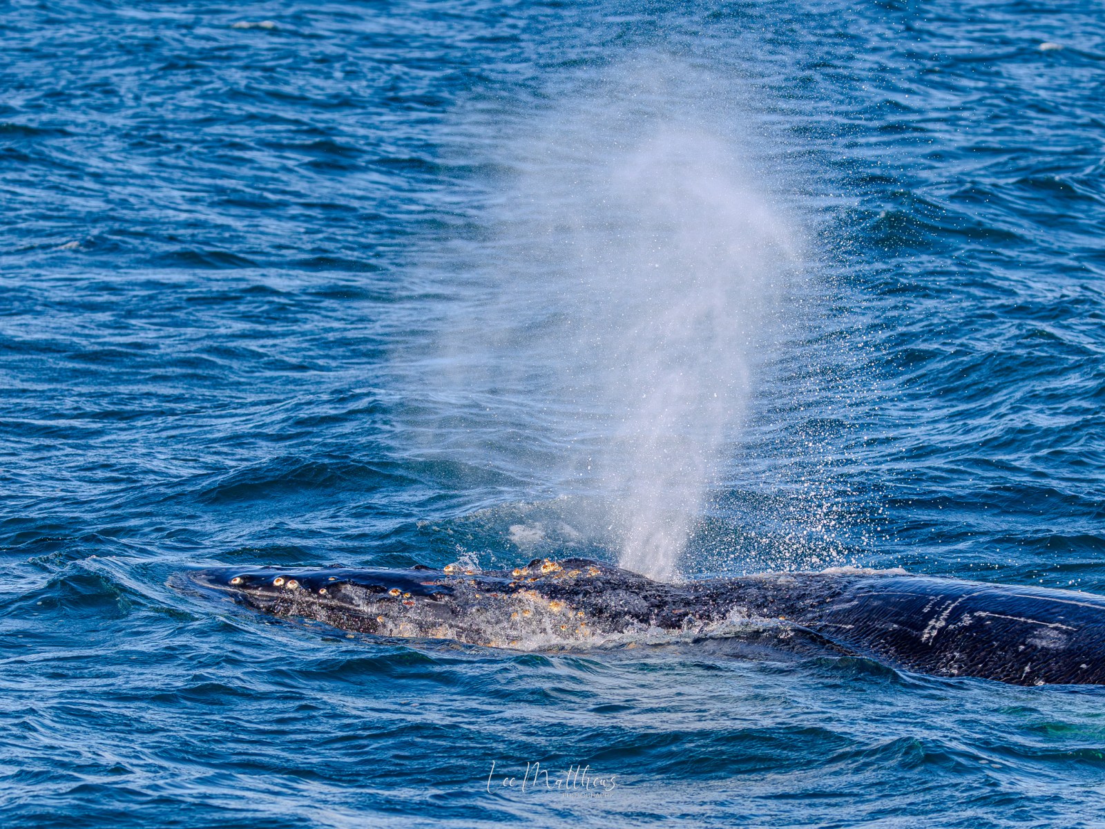 Whale surfacing and spouting water in the ocean.