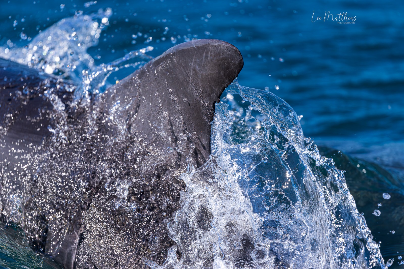 Dolphin fin breaking through water surface.