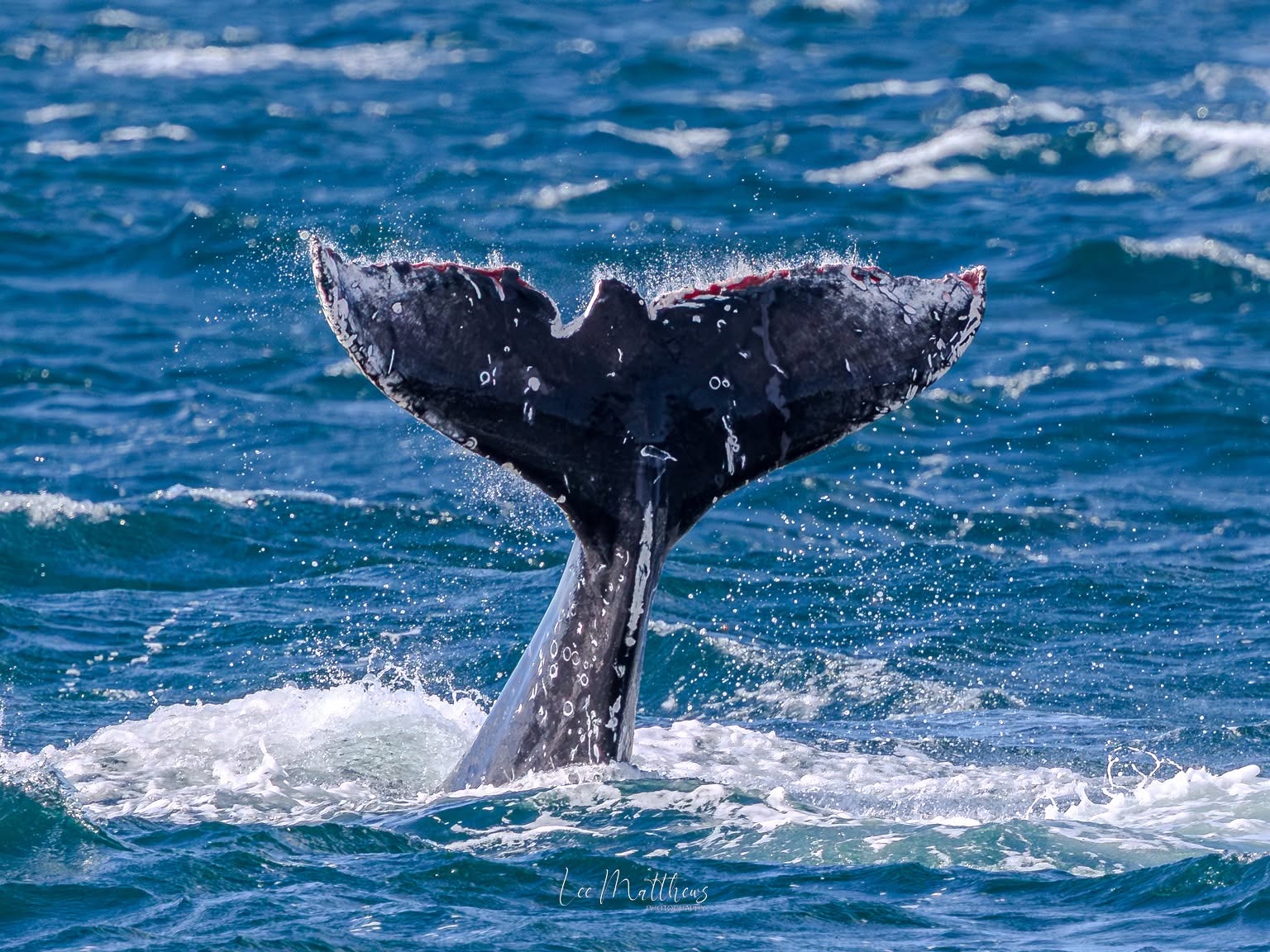 Humpback whale tail emerging from ocean water.