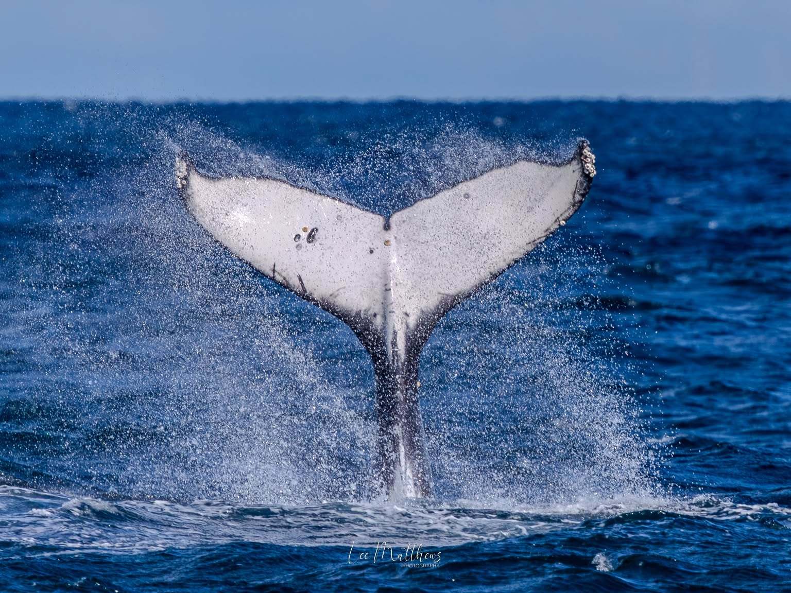 Whale Watching Moonshadow TQC Cruises Port Stephens Lee Matthews