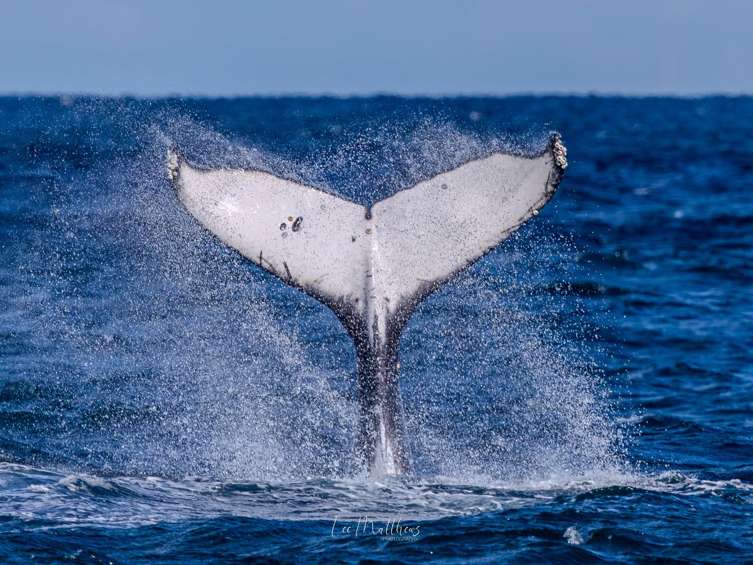Close-up of whale tail splashing in the ocean against a clear sky.