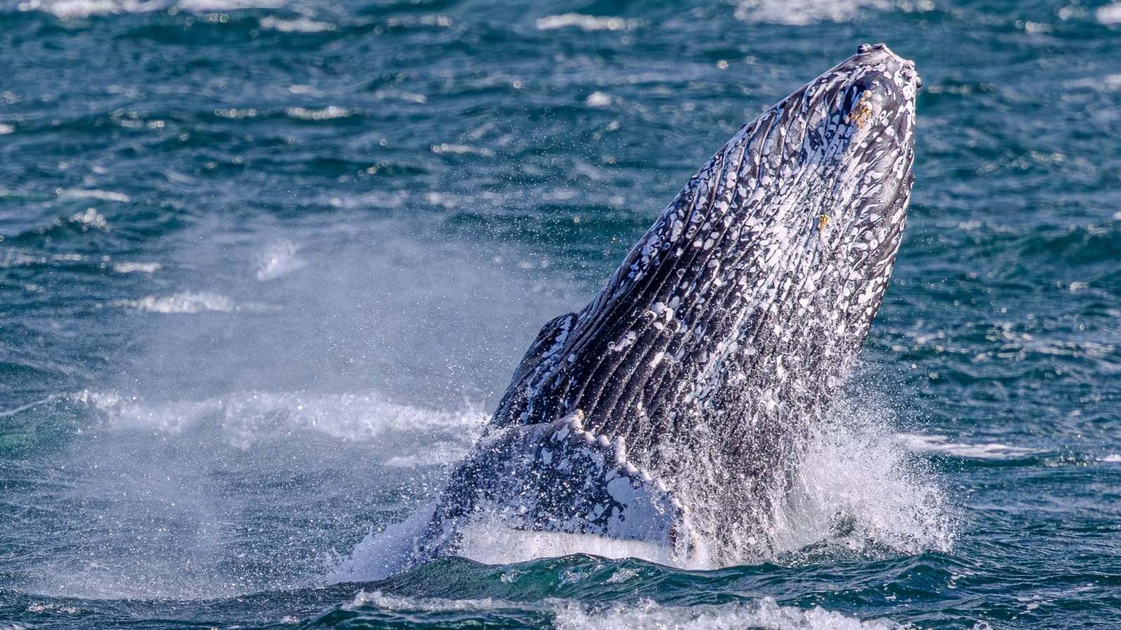 Whale Watching Moonshadow TQC Cruises Port Stephens Lee Matthews