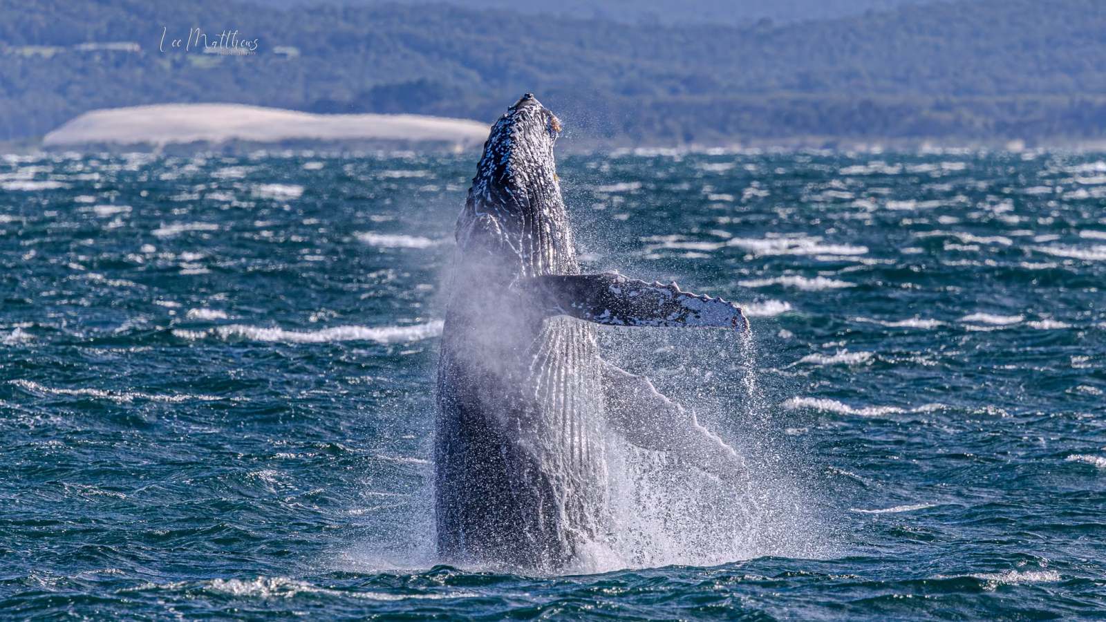 Whale breaching water with mountains in the background.