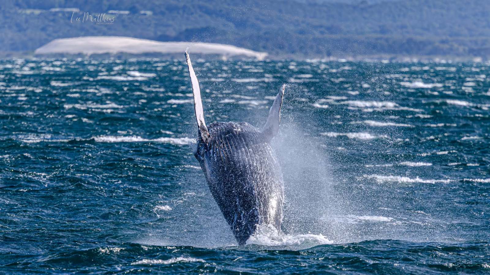 Whale breaching in ocean with distant shoreline in background.