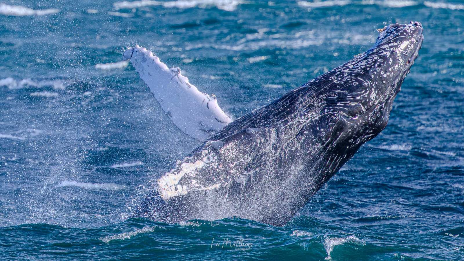 Humpback whale breaching in the ocean splash.