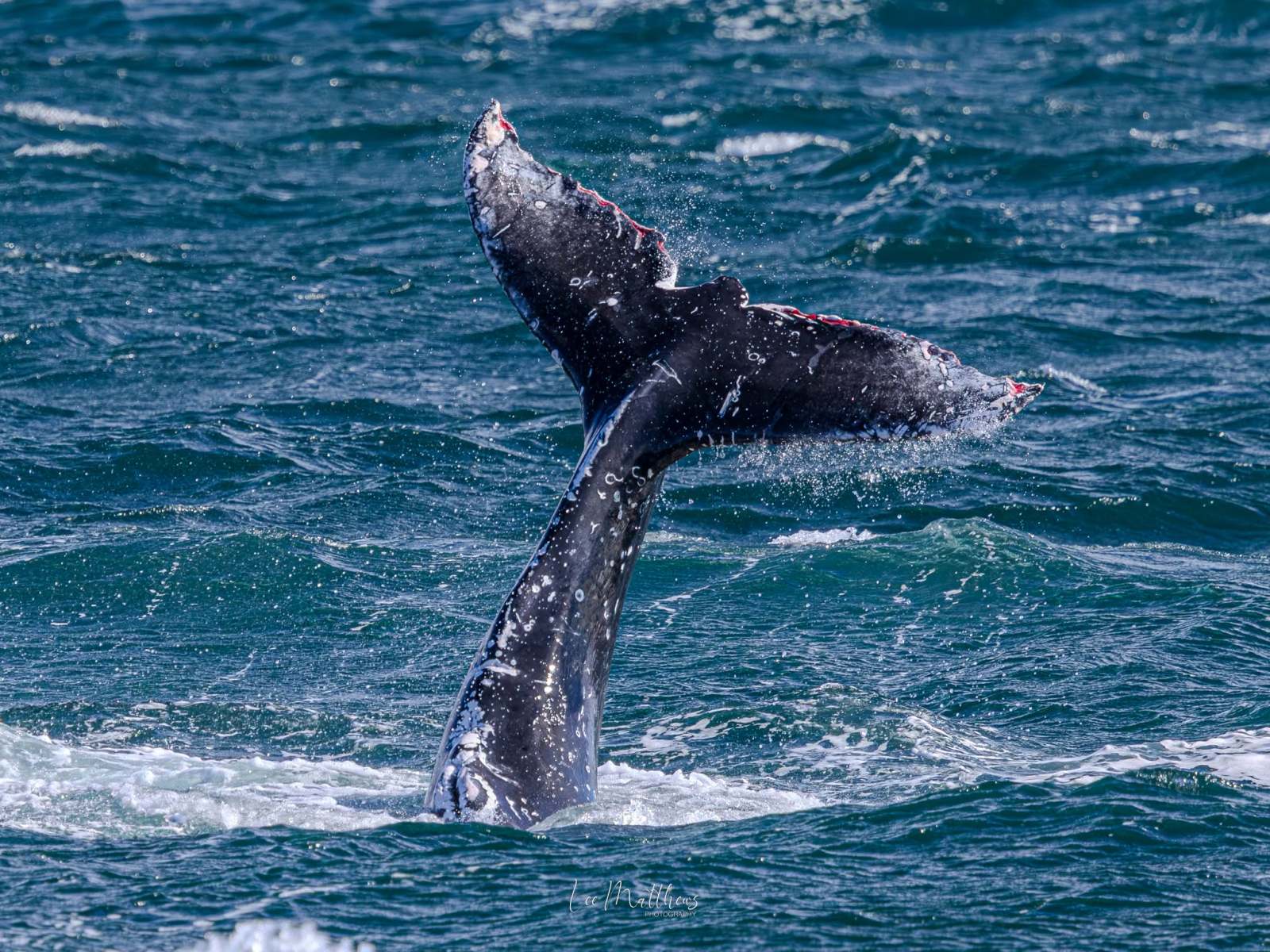 Whale tail above ocean surface with water splashes.