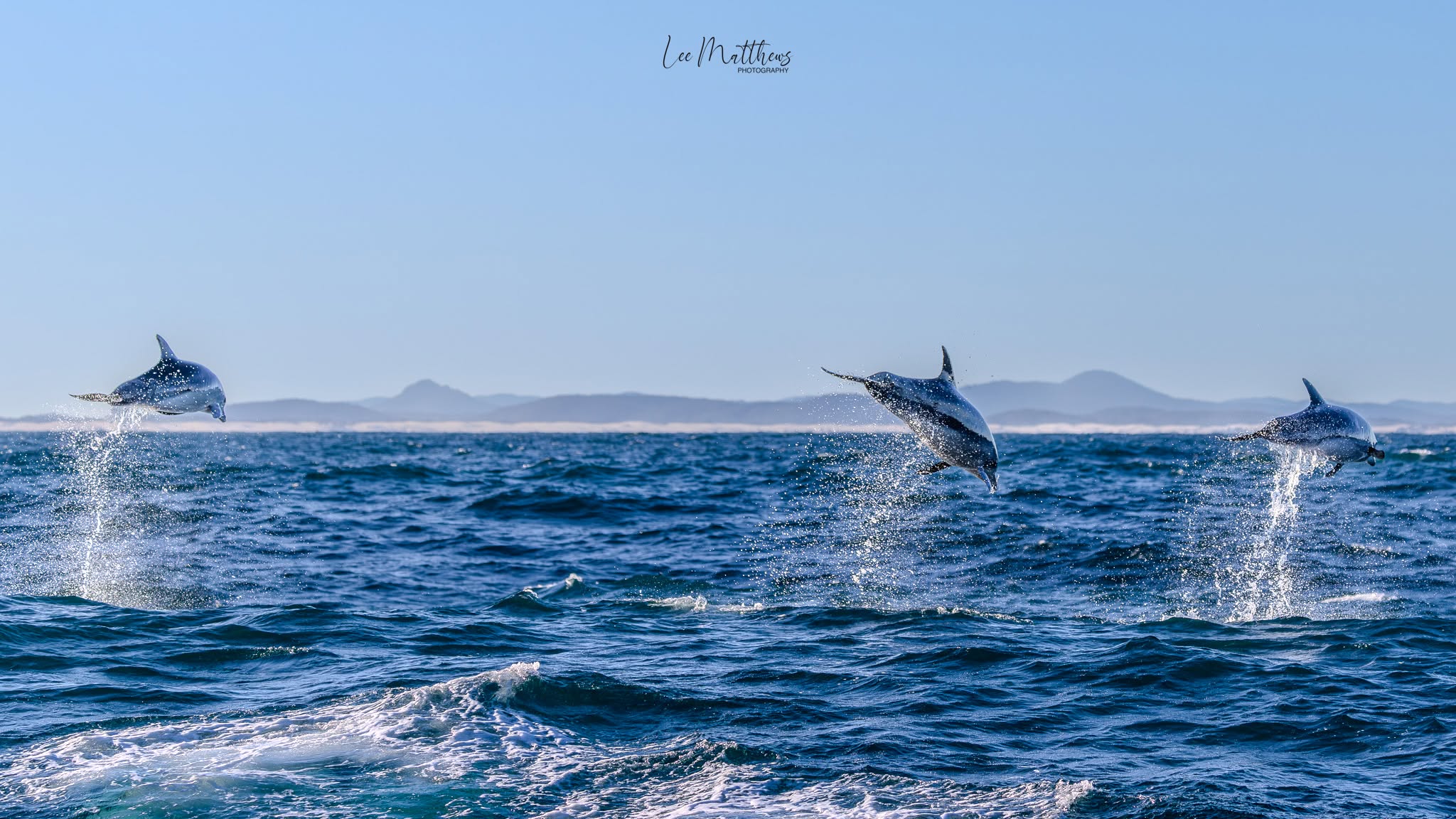 Whale Watching Moonshadow TQC Cruises Port Stephens Lee Matthews