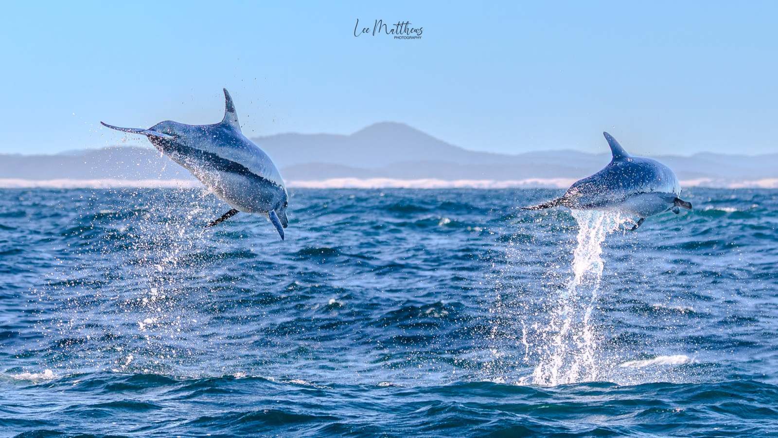 Two dolphins leaping from the ocean with mountains in the background.