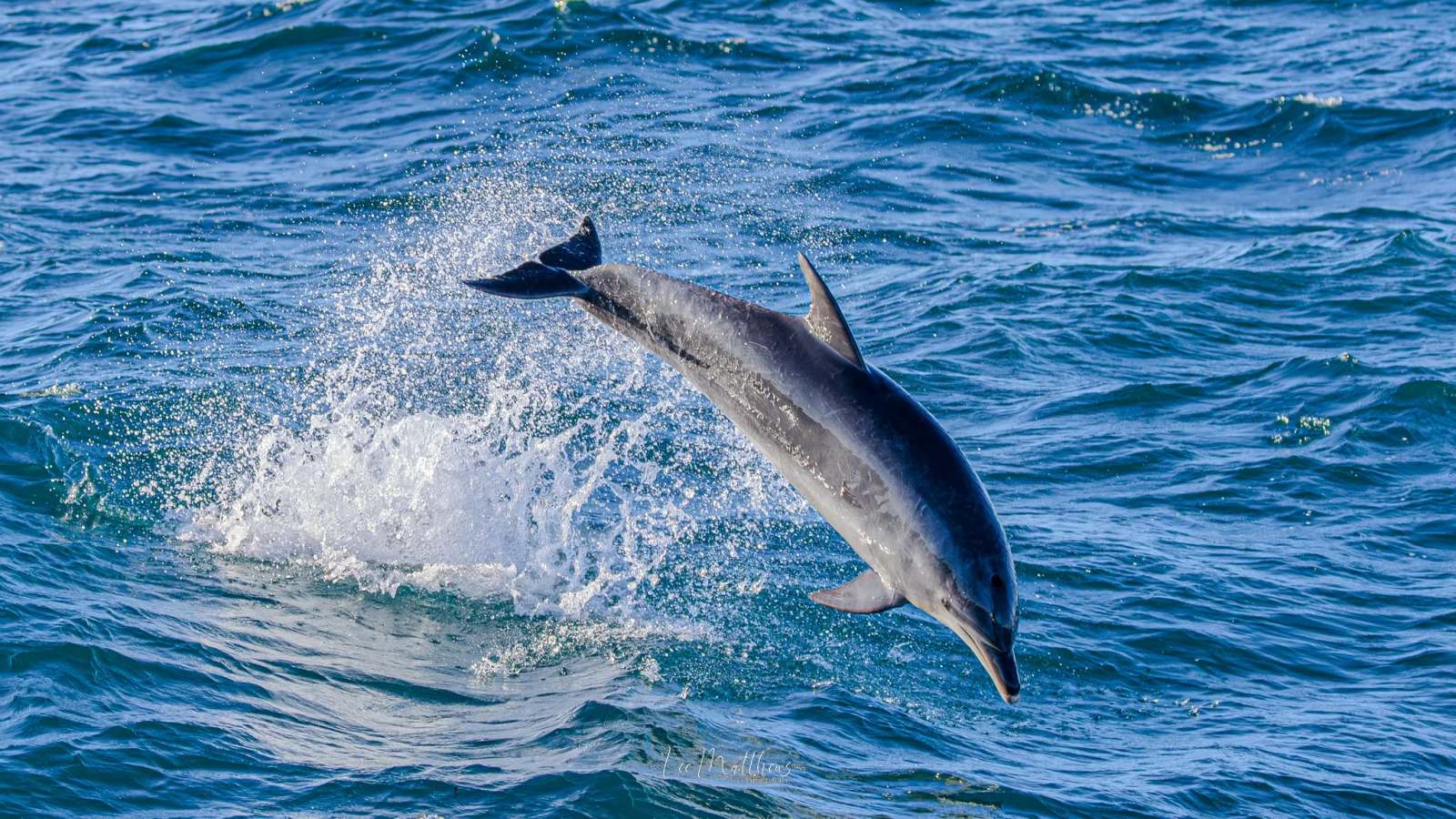 A dolphin leaping out of the ocean water with a splash.