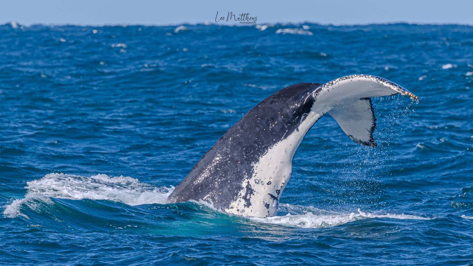 Humpback whale tail above blue ocean water, with white markings.