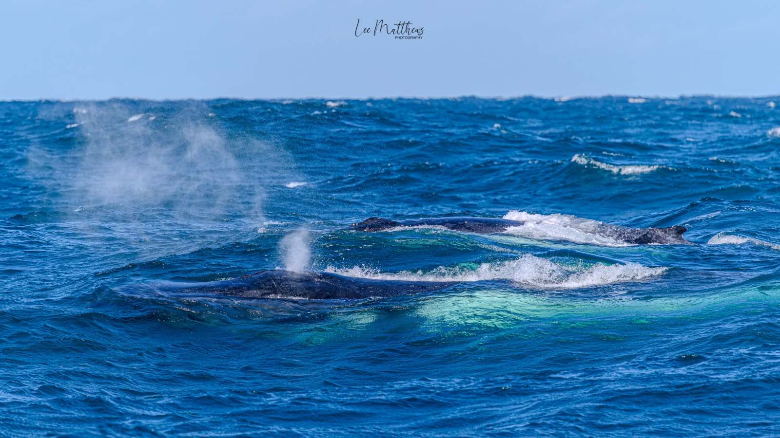 Group of whales surfacing and spouting water in the ocean.