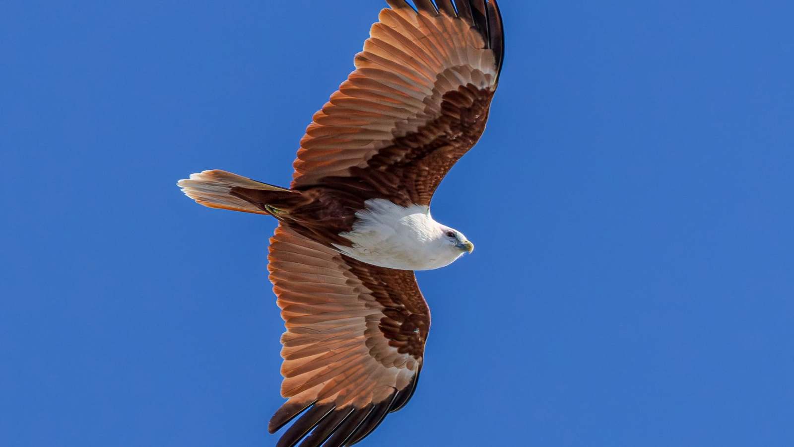 Eagle soaring in clear blue sky with outstretched wings.