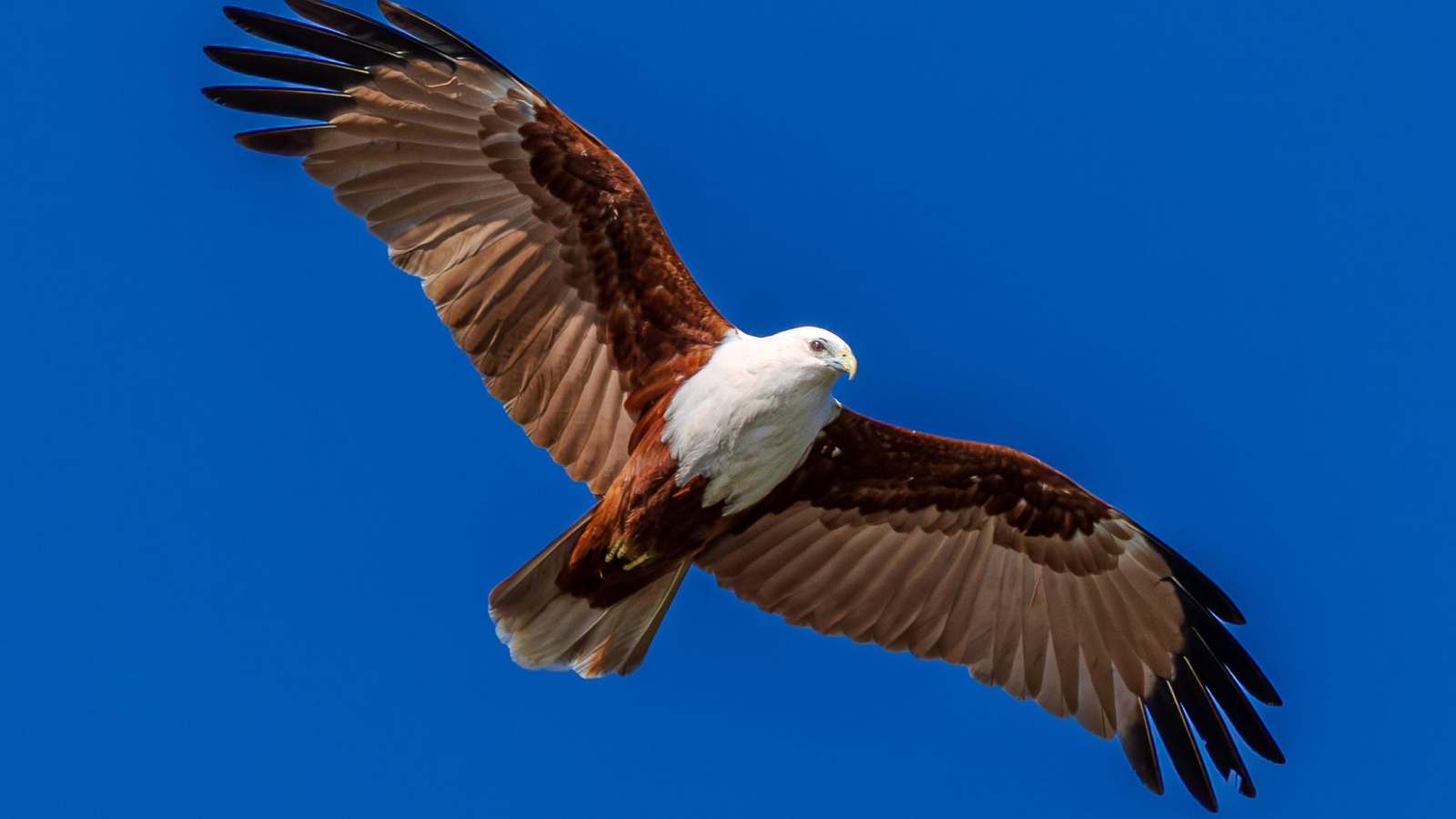 Eagle soaring in clear blue sky with wings spread wide.
