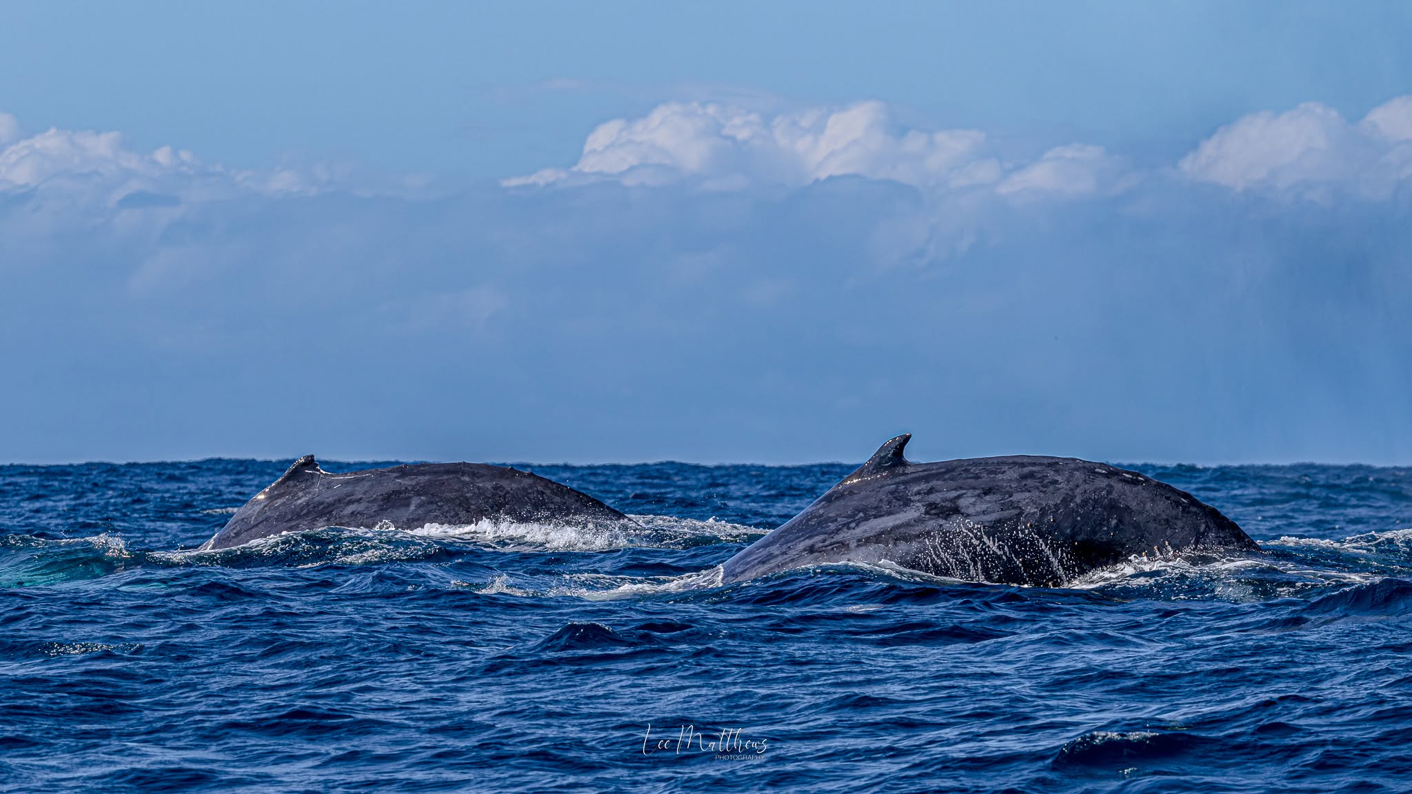 Whale Watching Moonshadow TQC Cruises Port Stephens Lee Matthews