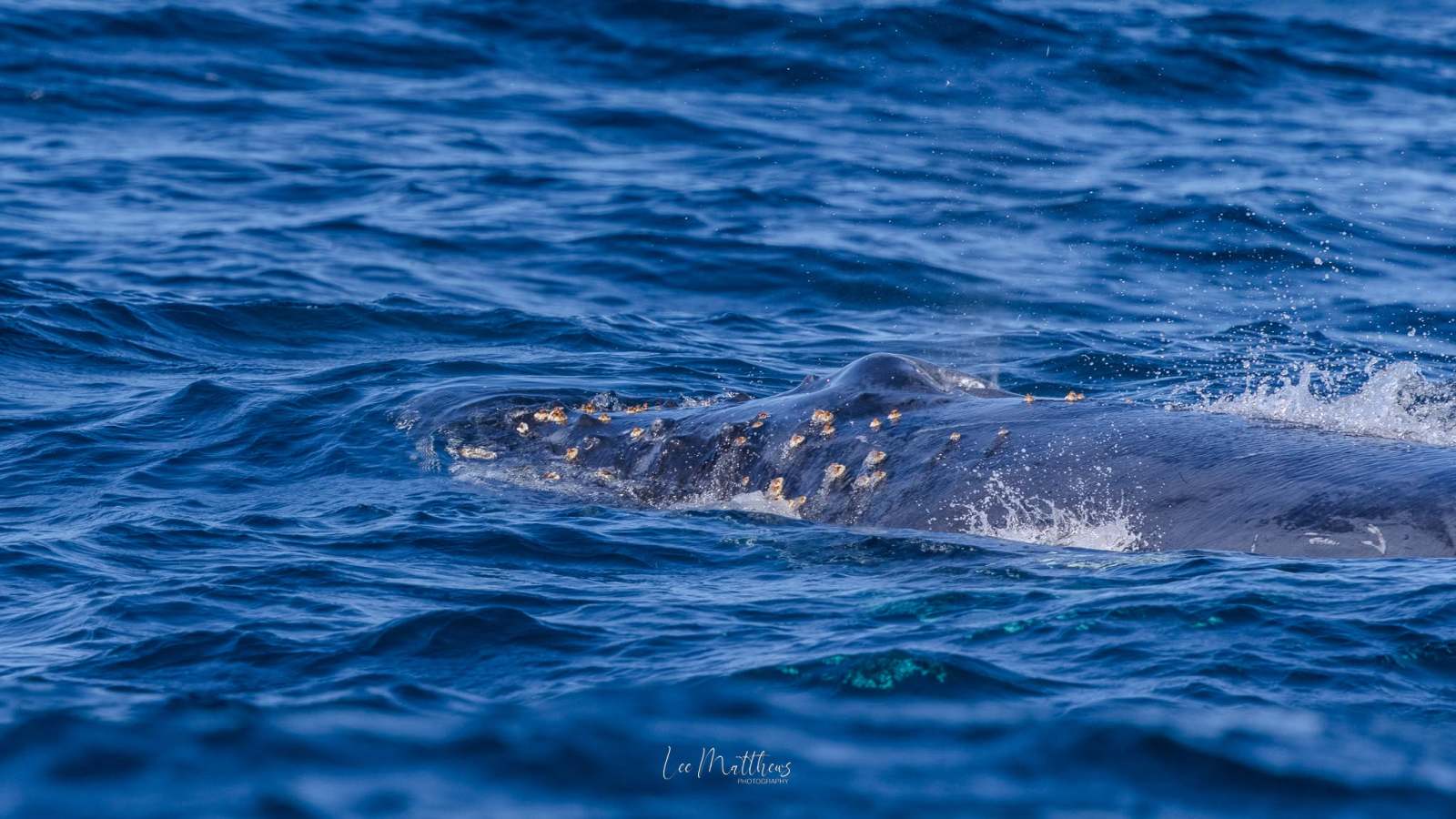 Whale partially submerged in blue ocean water with barnacles on its back.