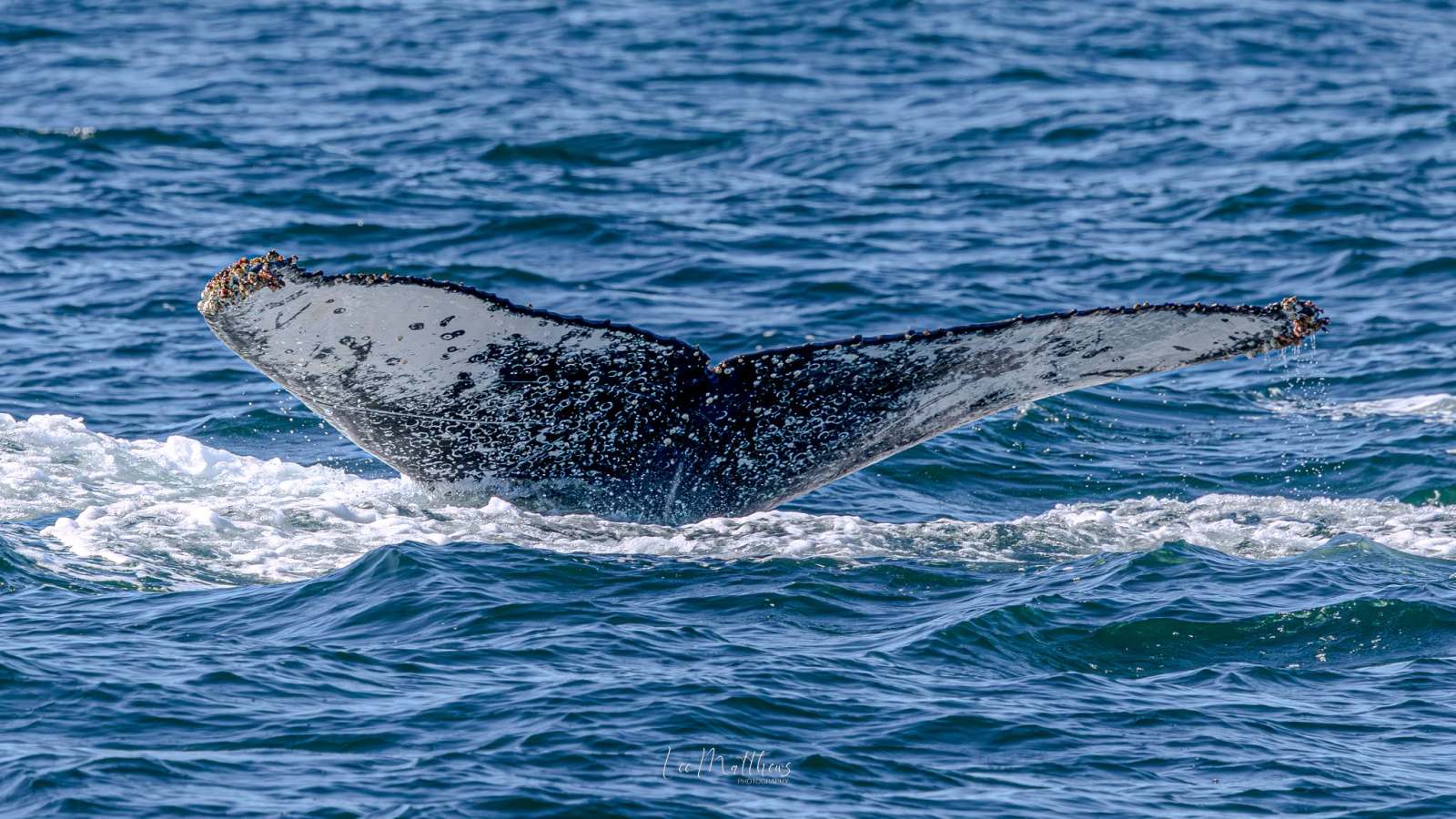 Humpback whale tail emerging from ocean water.