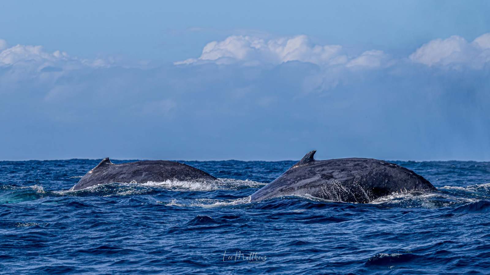 Two whales swimming in the ocean under a cloudy sky.