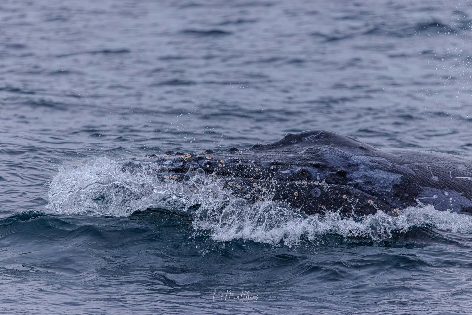 Whale Watching Moonshadow TQC Cruises Port Stephens Lee Matthews