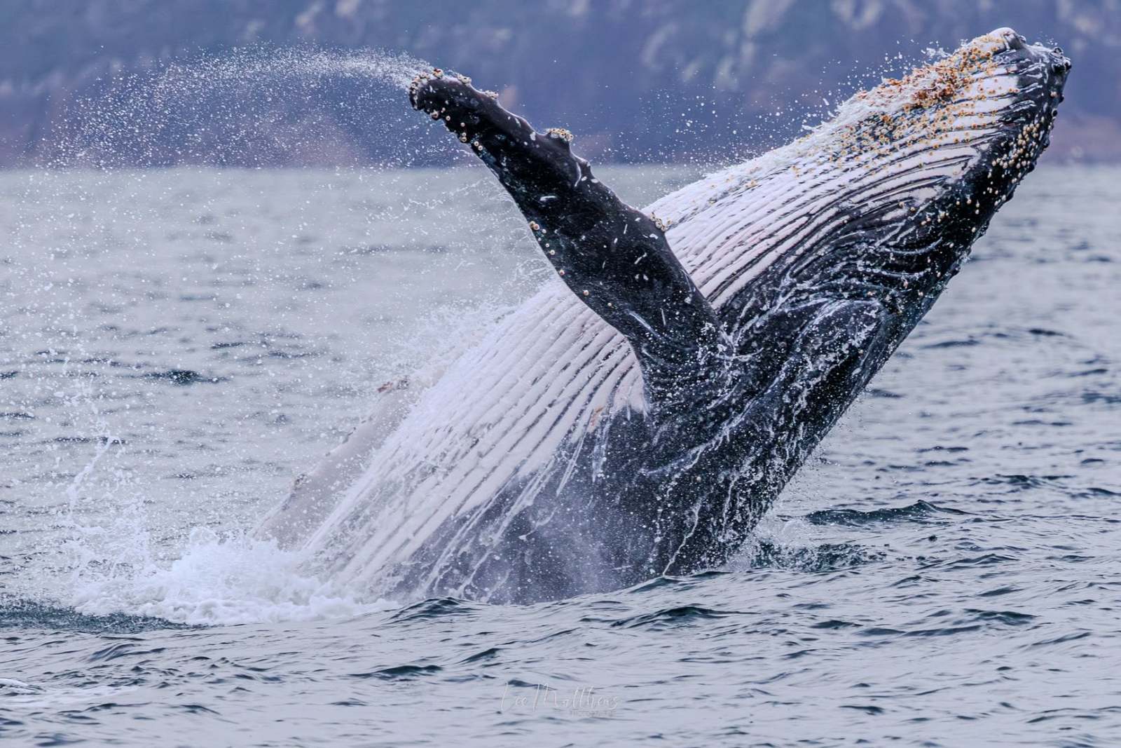 Humpback whale breaching water with mountains in background.