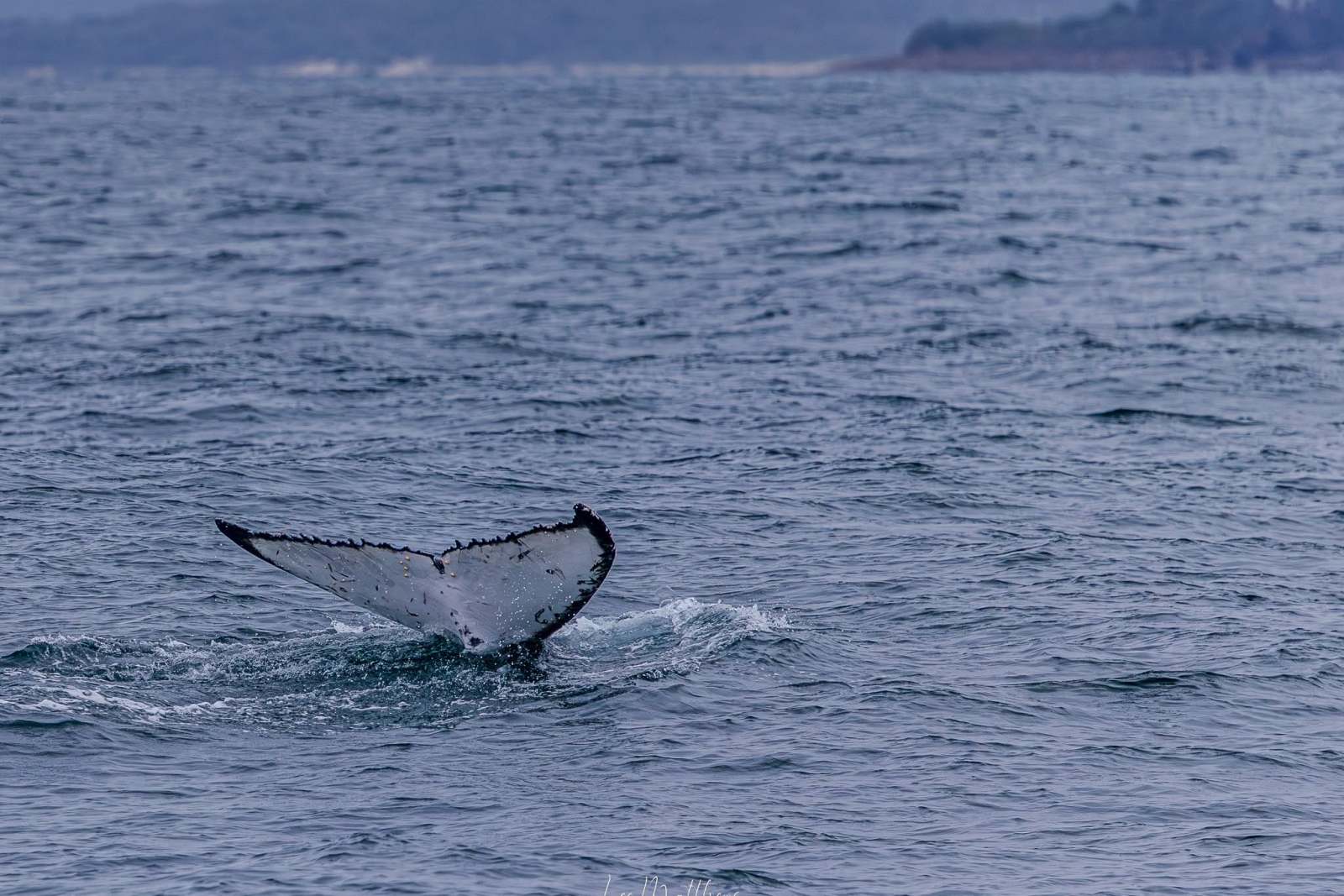 Whale tail emerging from the ocean water near a coastline.