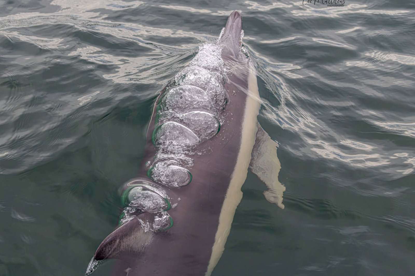 Dolphin swimming near surface with bubbles on its back.
