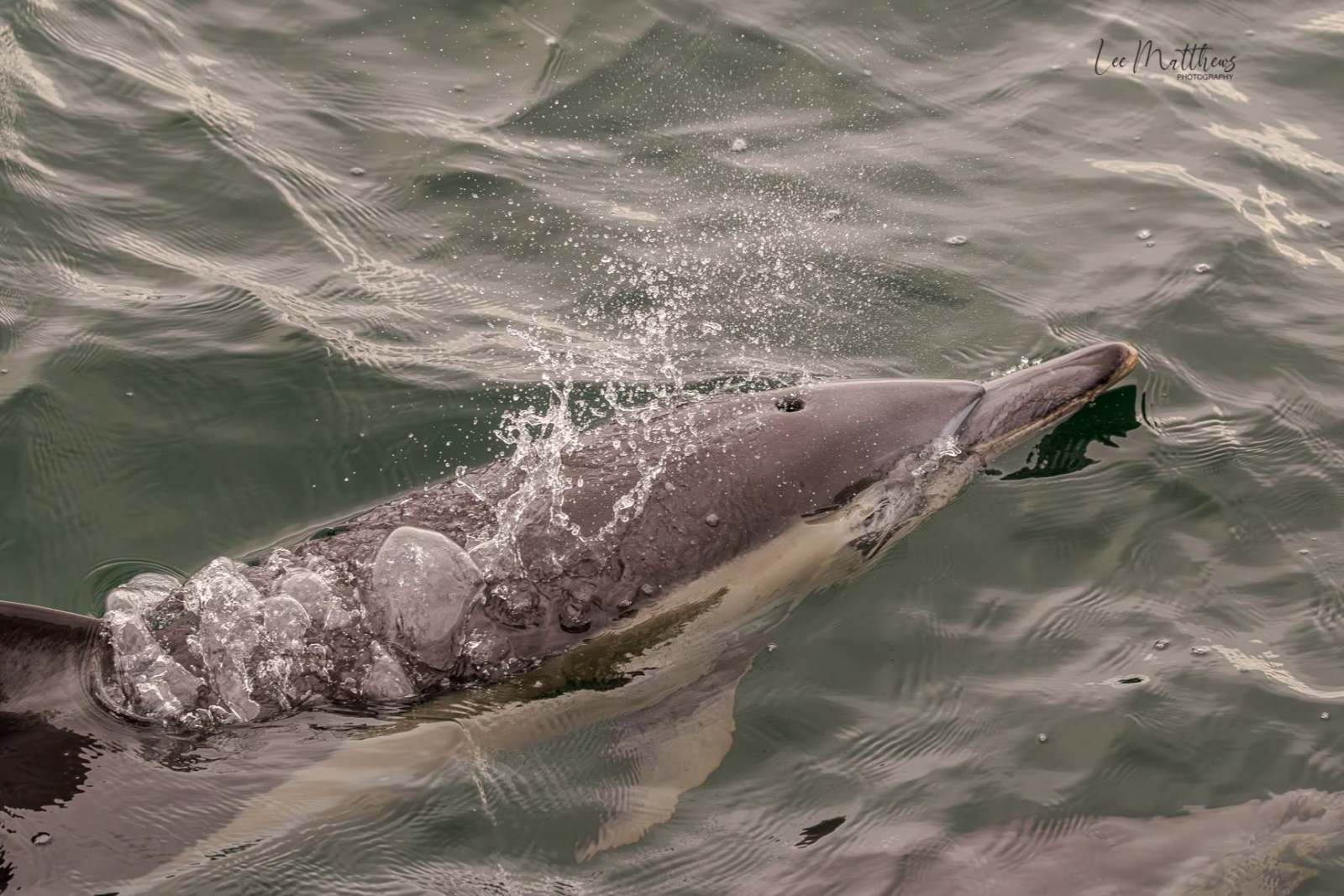 Dolphin swimming near the water surface, splashing water.