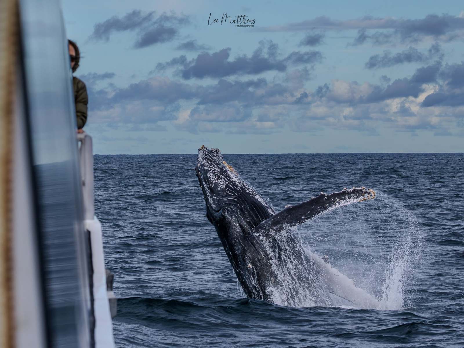 Whale Watching Moonshadow TQC Cruises Port Stephens Lee Matthews