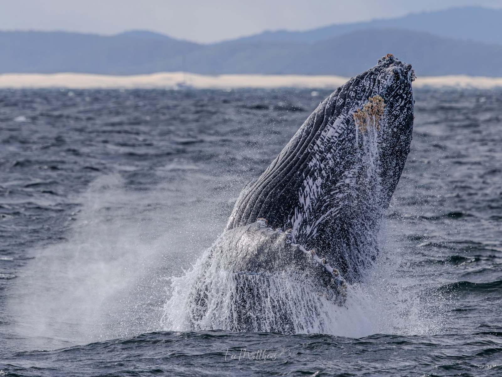 Humpback whale breaching in the ocean with mountains in the background.