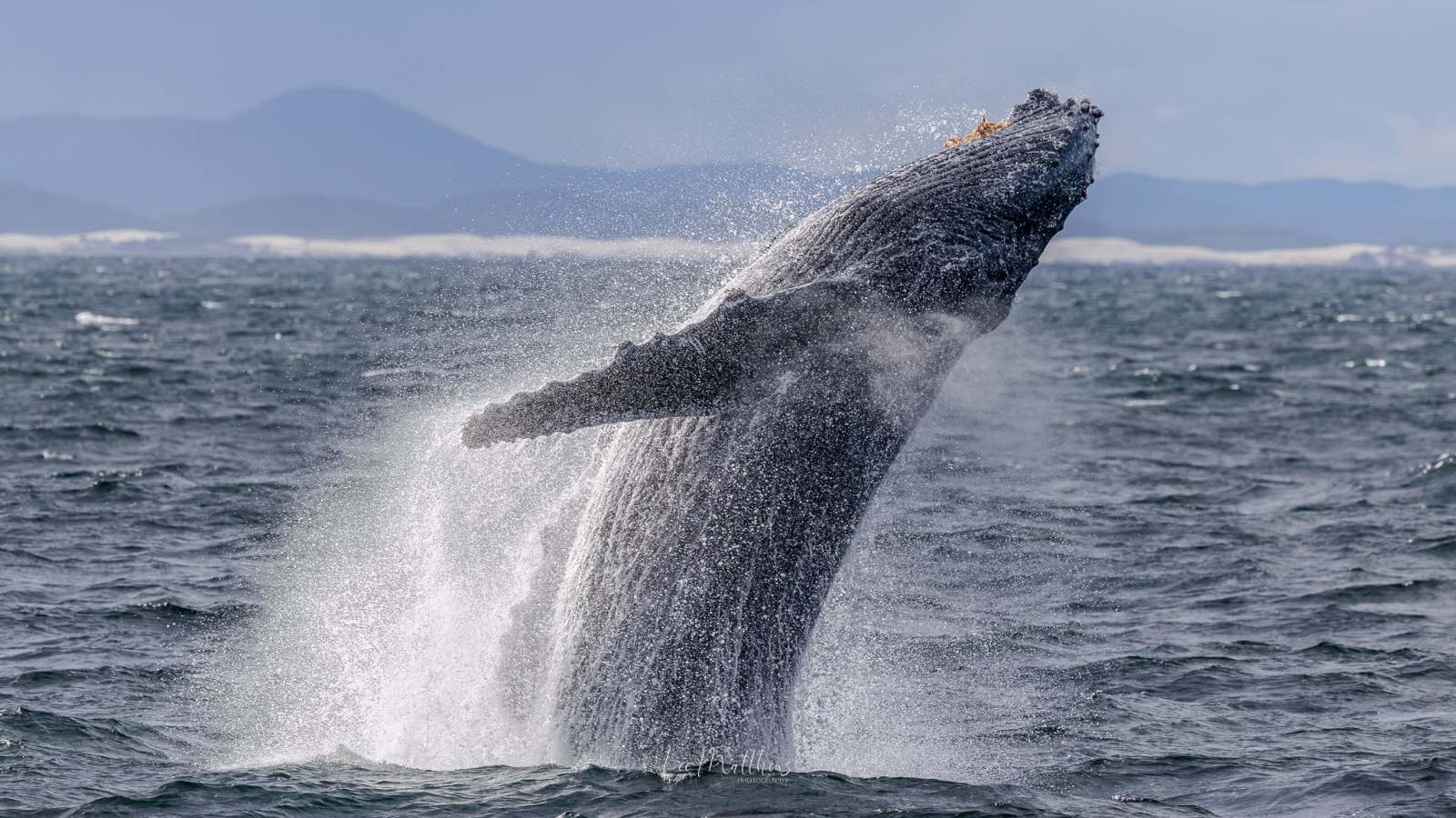 A whale breaching the ocean surface with mountains in the background.