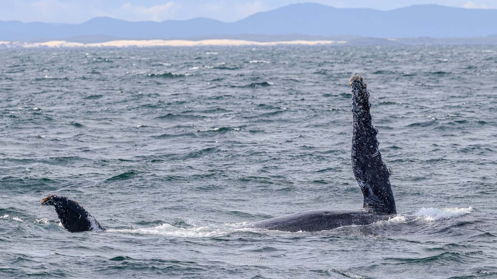 Whale waving flipper in the ocean with mountains in the background.