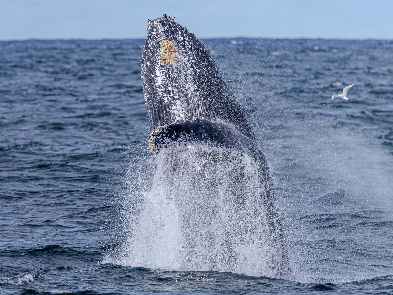 Humpback whale breaching with a seagull nearby, splashing in the ocean.