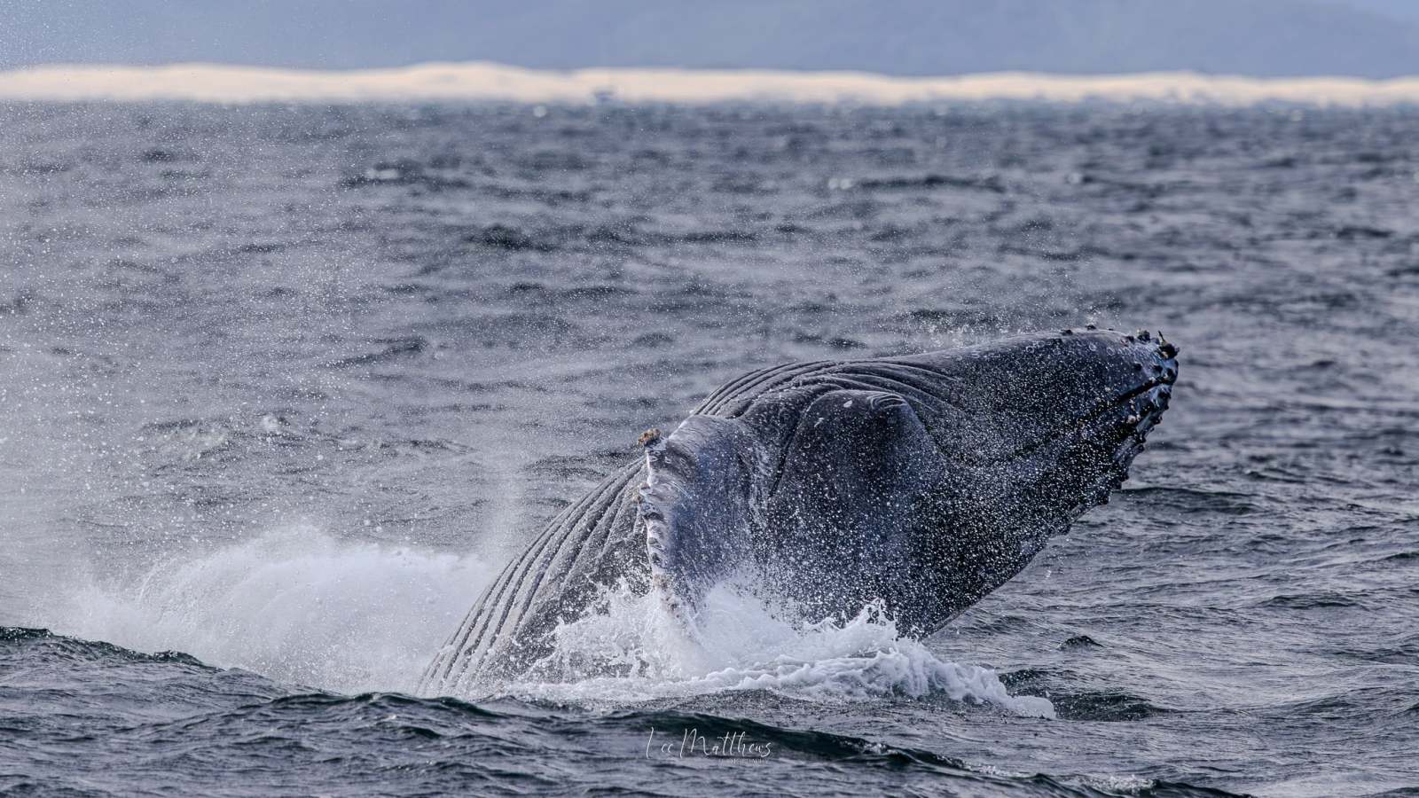 Whale breaching ocean surface with mountainous background.