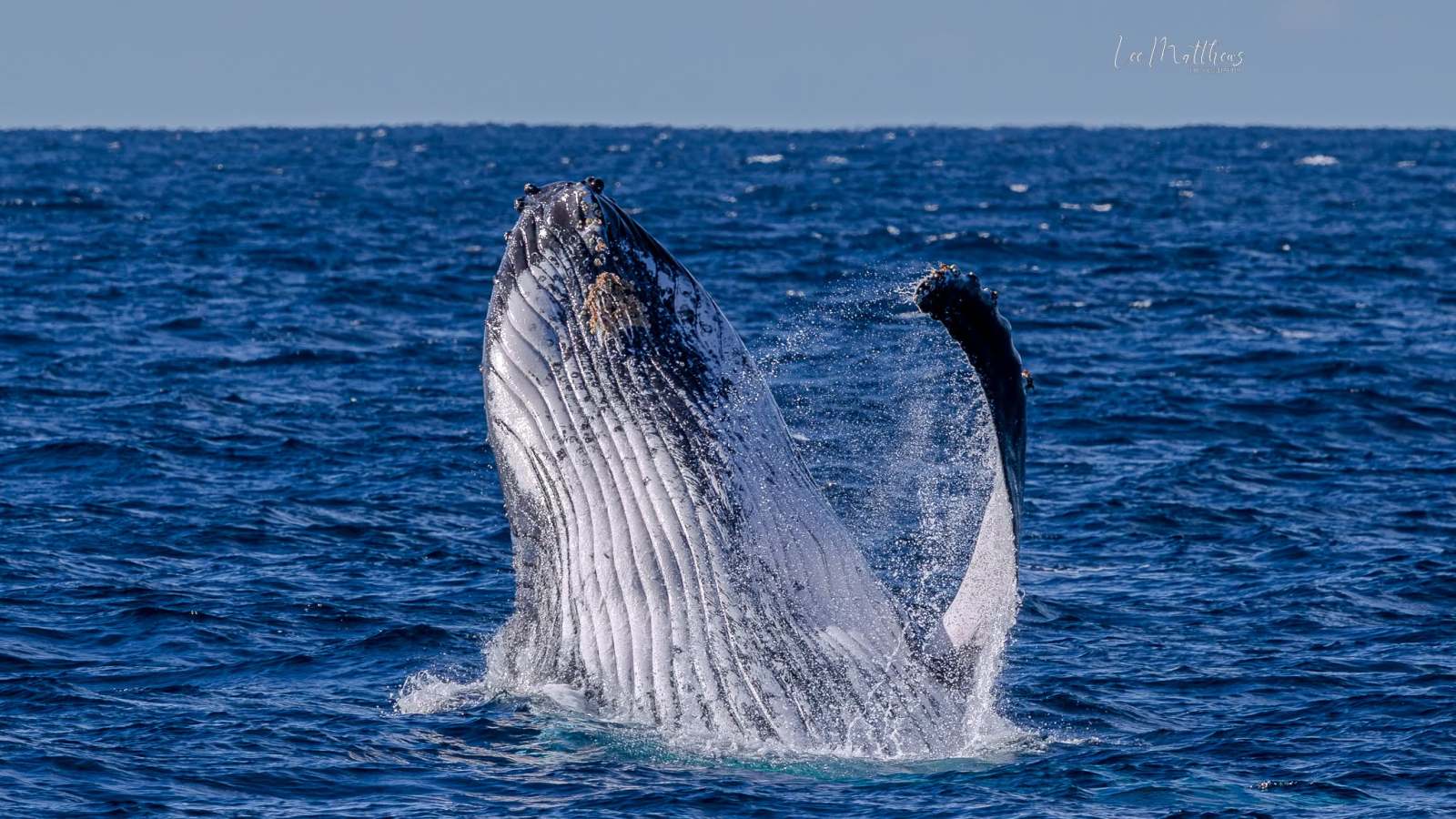 Humpback whale breaching the ocean surface, visible mid-jump.