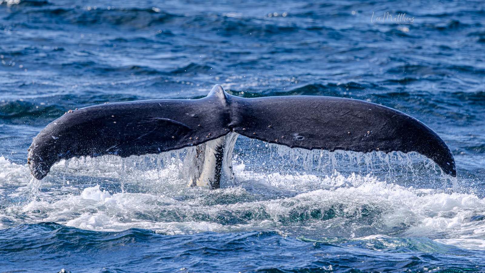 Whale tail emerges from ocean as it dives, splashing water.