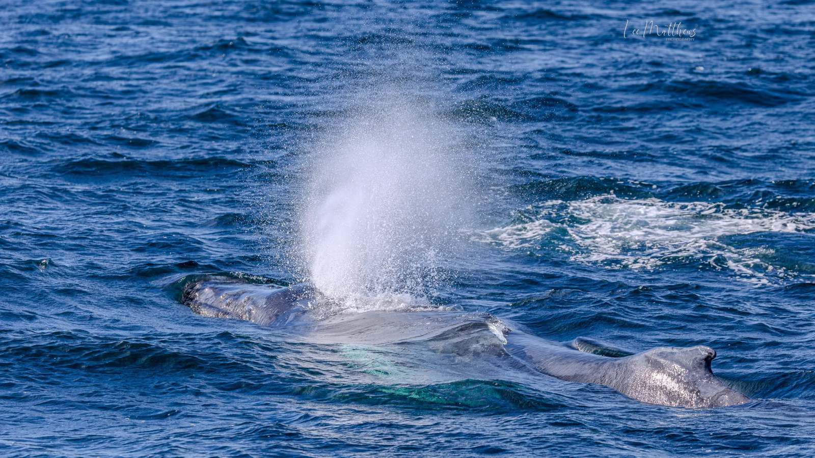 Whale surfacing in ocean, blowing water mist from blowhole.