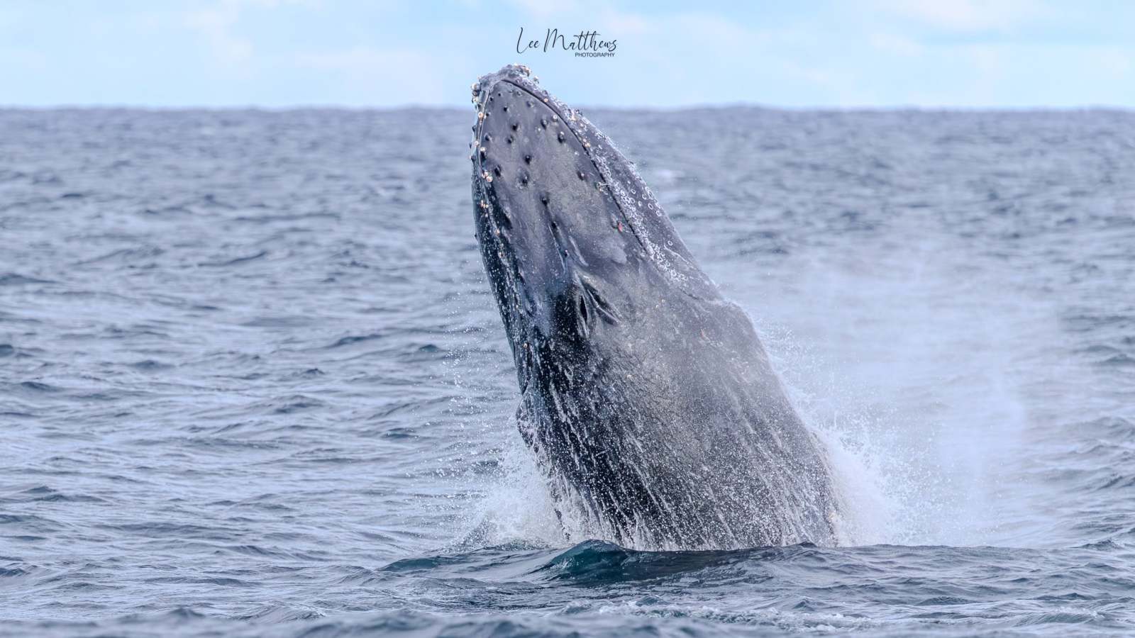 Humpback whale breaching the ocean surface with splashes of water.