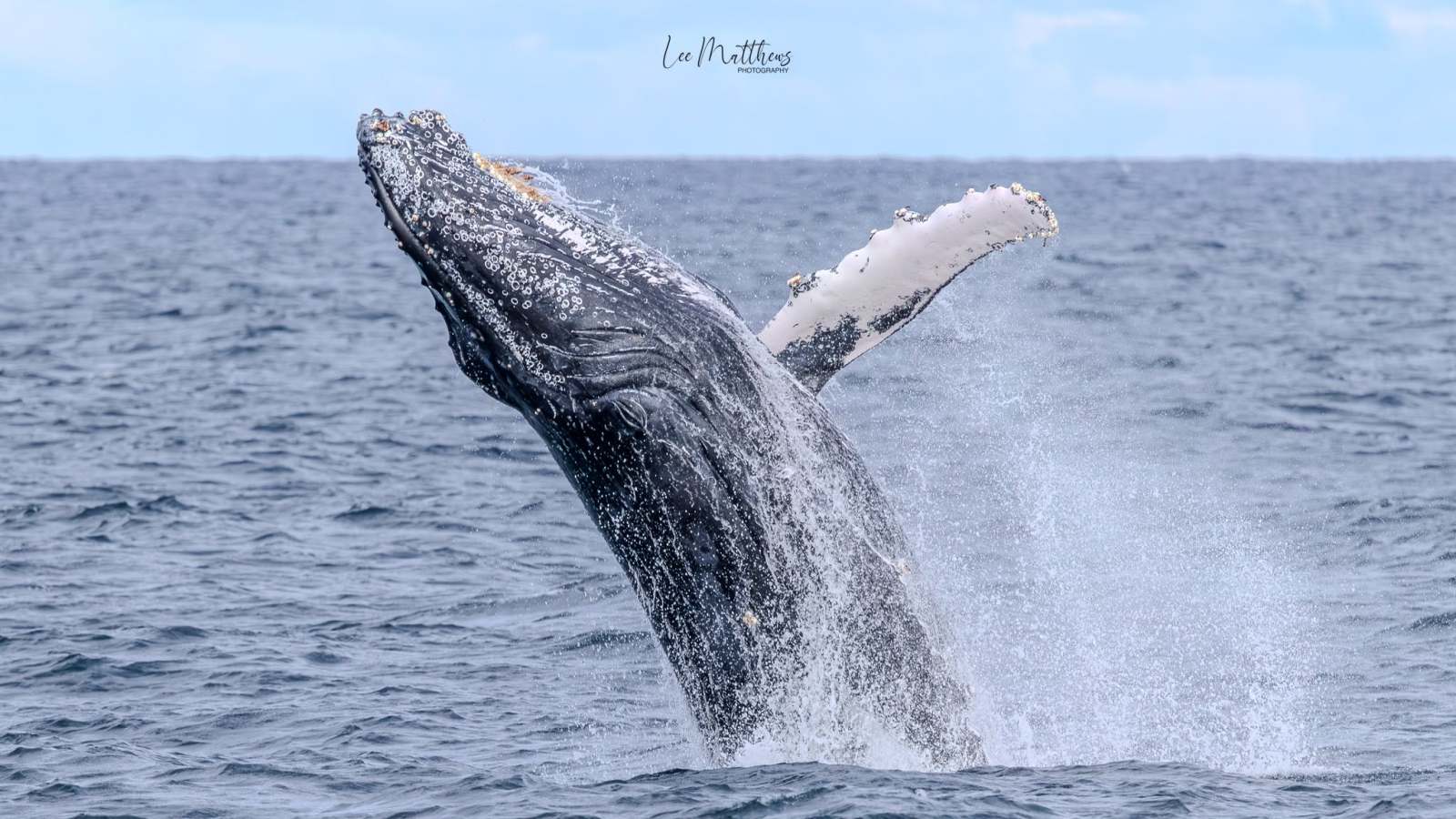 Humpback whale breaching above ocean surface, water splashing around.