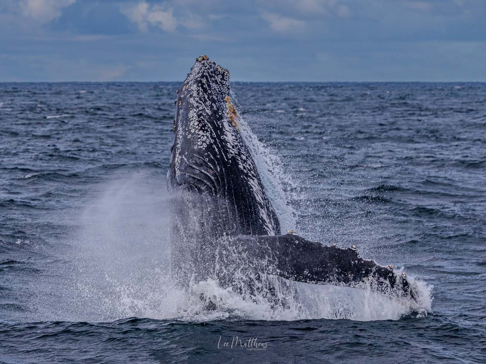 Humpback whale breaching the ocean surface, creating a splash.