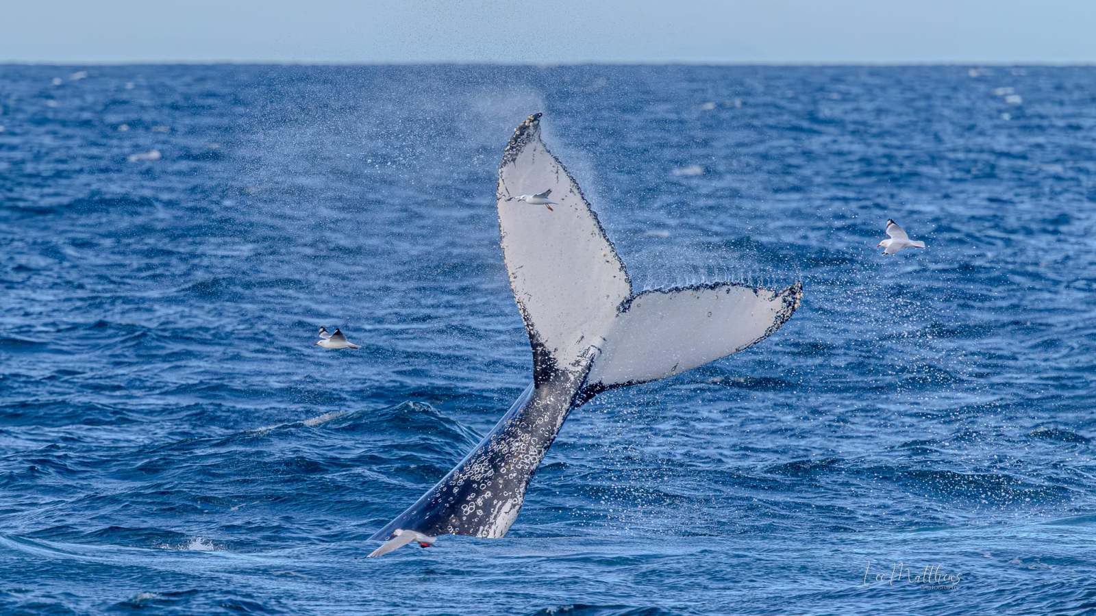 Whale tail splashing in ocean with birds flying nearby.