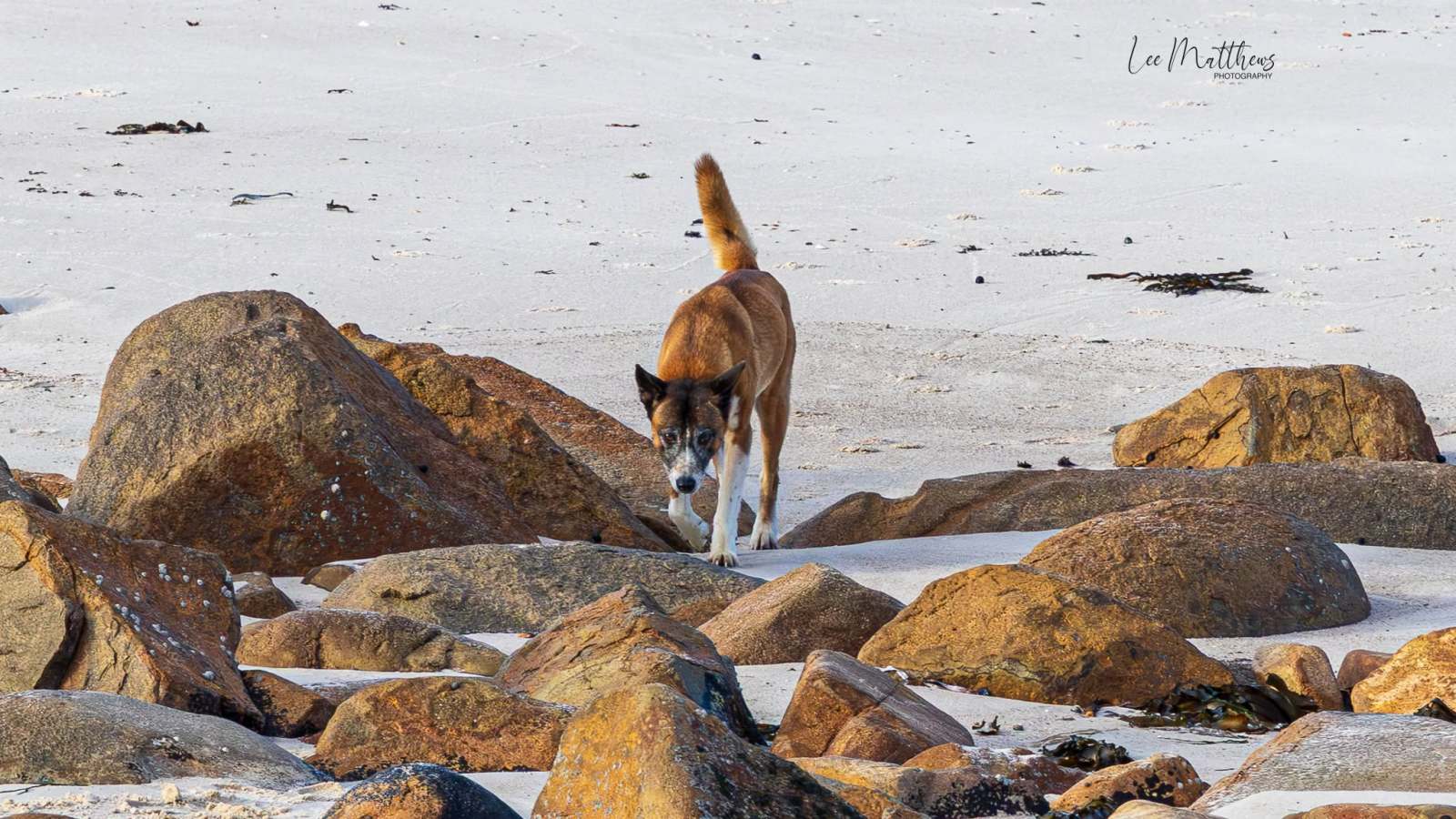 Brown dog walking among rocks on a sandy beach.