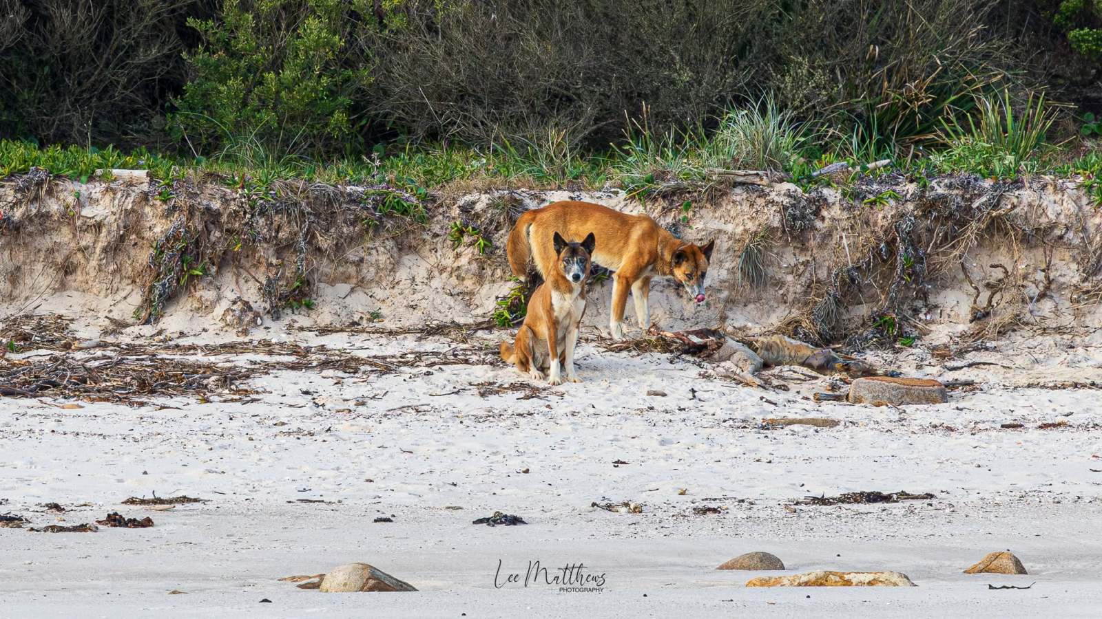 Three dingoes on a sandy beach with vegetation in the background.