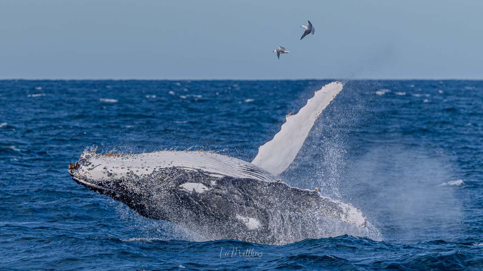 Whale Watching Moonshadow TQC Cruises Port Stephens Lee Matthews