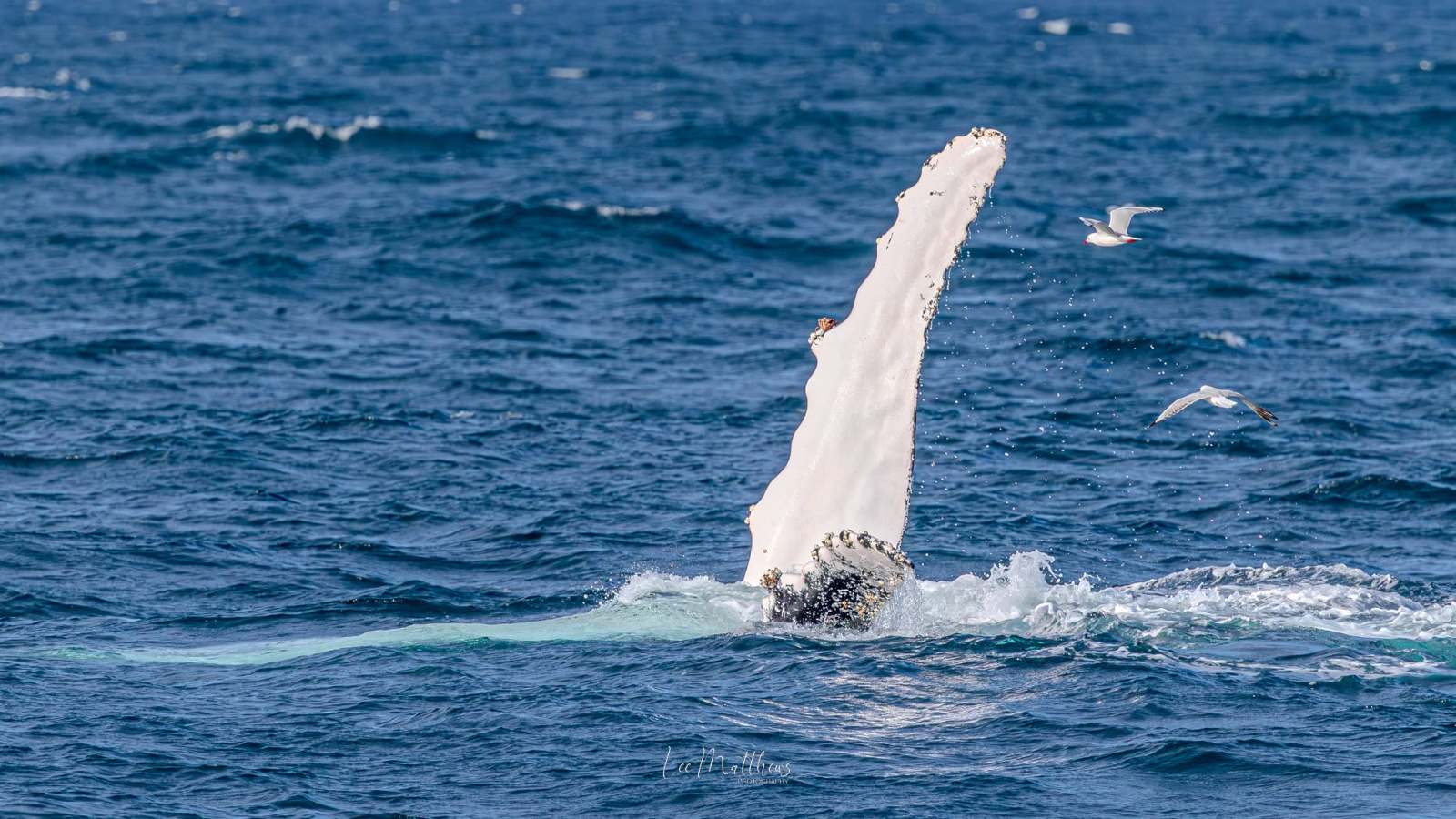 Whale fin above ocean surface with seagulls flying nearby.