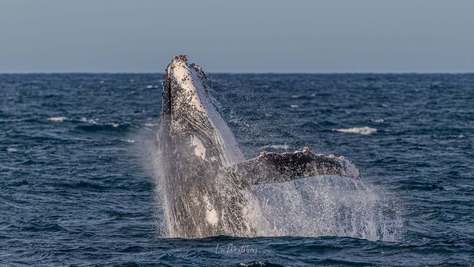 Humpback whale breaching out of ocean water.