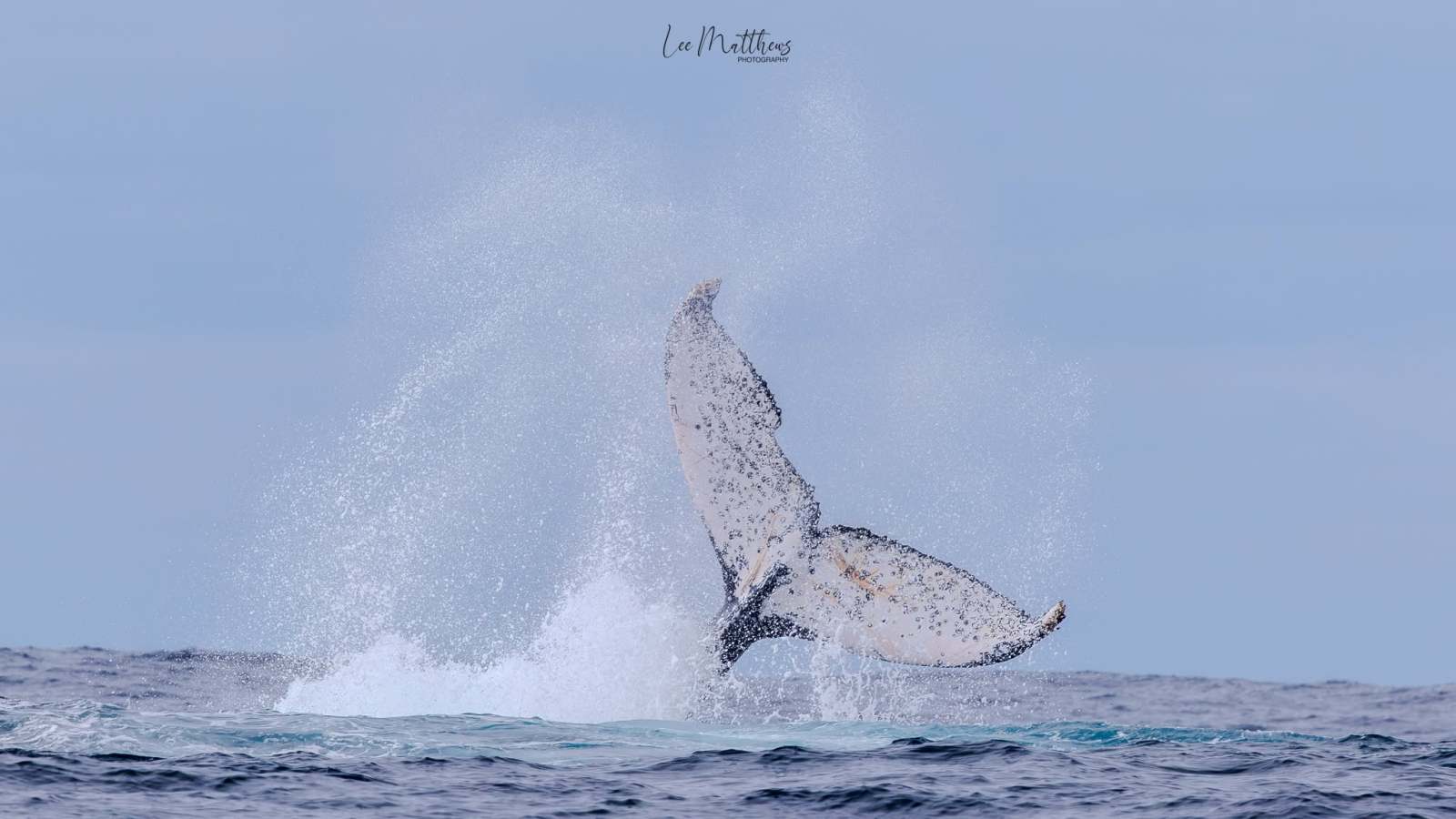 Whale tail splashing in ocean with water spray.