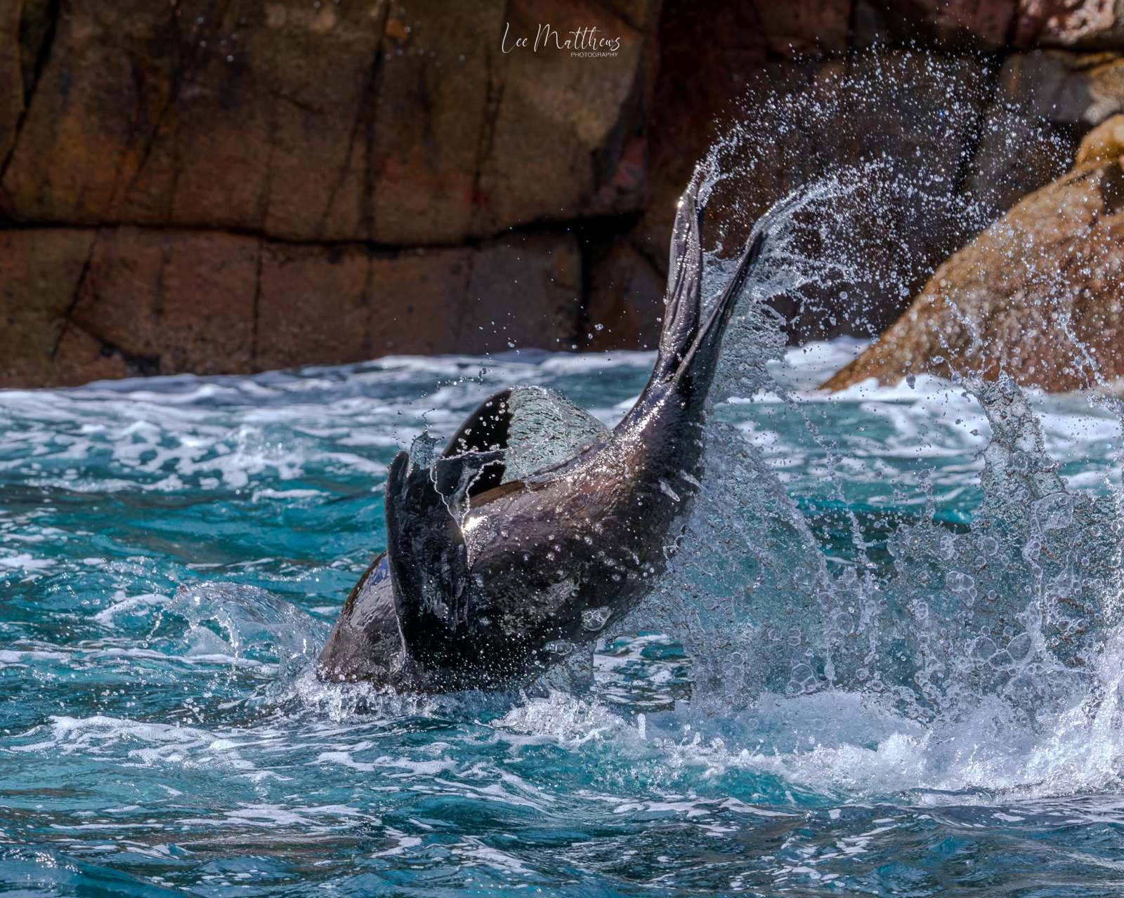 Seal splashing in ocean near rocky shore.